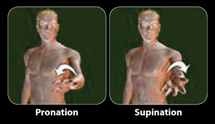 <p>describes movement in relation for forearm and hand</p><ul><li><p>ex. holding a bowl of soup</p></li></ul><p></p>