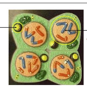 <p>Identify the left circle indicated structure. </p>