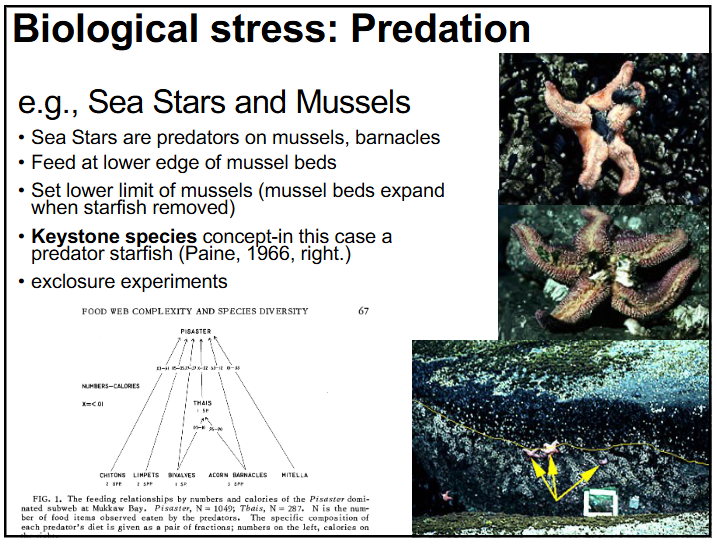 <p>-sea stars are predators of mussels and barnacles, they feed at lower edge of mussel beds</p><p>-set lower limit of mussels (mussel beds expand greatly when starfish was removed and took over other species niches)</p><p>-keystone species concept-in this case a predator sea star</p><p>-exclusion experiments by Paine, 1966</p>