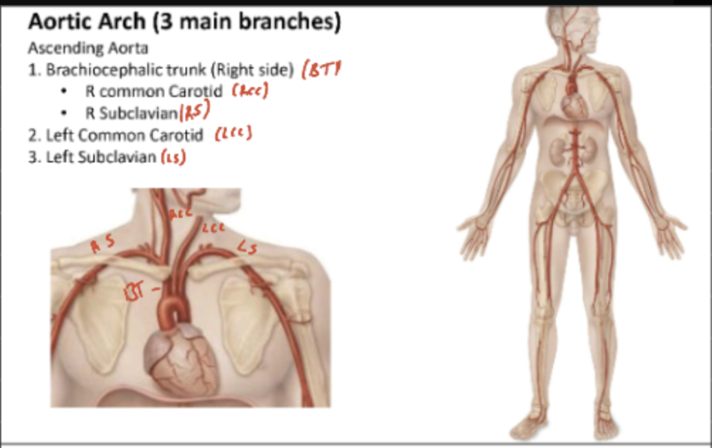 <ul><li><p>Aorta</p><ul><li><p>Ascending Aorta</p></li><li><p>Descending Aorta</p></li><li><p>Aortic arch</p></li></ul></li></ul><p></p>
