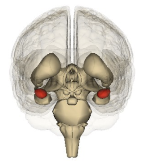 <ul><li><p>located in basal ganglia/forebrain </p></li></ul><ul><li><p>modulated hypothalamus: sympathetic/parasympathetic NS</p></li><li><p>Emotional responding, especially fear </p></li></ul><p></p>