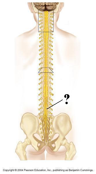 <p>Identify the indicated structure</p>