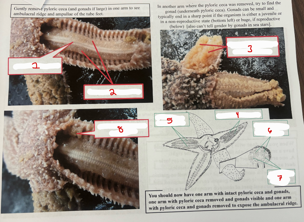 <p>Sea Star Arm Removed Pyloric Ceca</p>
