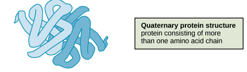 <p>quaternary structure </p>