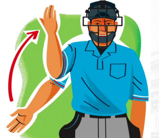<p>baseball softball</p>