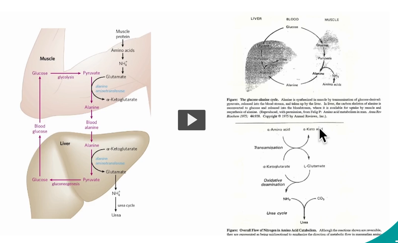 <p>This slide is showing <strong>how nitrogen is safely moved FROM muscle TO liver </strong>and<strong> disposed of</strong>, while <strong>also</strong> <strong>recycling carbon for energy</strong>. It combines three key ideas:</p><p>1. The big picture (what’s the goal?)</p><p>When <strong><u>muscle</u> breaks down amino acids</strong>:</p><ul><li><p>You get <strong>toxic nitrogen (NH₃ / NH₄⁺)</strong></p></li><li><p>You also get <strong>carbon skeletons for energy</strong></p></li></ul><p>Problem: <strong>ammonia</strong> is <strong>toxic</strong><br>Solution: <strong>package it (ammonia) as alanine → send to liver → convert to urea</strong></p><p>2. Glucose–Alanine Cycle (top diagram)</p><p>In <strong>muscle</strong>:</p><ol><li><p><strong>Glucose → Pyruvate</strong> (glycolysis)</p></li><li><p>Amino acids lose nitrogen → becomes <strong>NH₄⁺</strong></p></li><li><p>That nitrogen is transferred to <strong>pyruvate</strong></p><ul><li><p>via <strong>alanine aminotransferase</strong></p></li></ul></li><li><p>Pyruvate + NH₃ → <strong>Alanine</strong></p></li></ol><p>Alanine = <strong>safe nitrogen carrier</strong></p><p>In <strong>blood</strong>: <strong>Alanine travels</strong> to the <strong>liver</strong></p><p>In <strong>liver</strong>:</p><ol><li><p>Alanine → <strong>Pyruvate + NH₃</strong></p></li><li><p>Pyruvate → <strong>Glucose</strong> (gluconeogenesis)</p></li><li><p>NH₃ → <strong>Urea</strong> (detoxified)</p></li></ol><p>Glucose (from gluconeogenesis) goes back to muscle → cycle repeats</p><p><u>3. The nitrogen flow (bottom diagram) </u></p><p>This is the <strong>core chemistry behind it all</strong>:</p><div data-type="horizontalRule"><hr></div><p> Step 1:<strong> Transamination</strong> : Moves nitrogen between molecules (no free ammonia yet)</p><p><strong>Key reaction:</strong></p><ul><li><p>Amino acid + α-ketoglutarate ⇌ α-keto acid + <strong>glutamate</strong></p></li></ul><p>Glutamate = <strong>nitrogen collector</strong></p><div data-type="horizontalRule"><hr></div><p> Step <strong>2</strong>: <strong>Oxidative deamination </strong></p><ul><li><p>Now nitrogen is actually <strong>released</strong></p></li><li><p>Glutamate → α-ketoglutarate + <strong>NH₃</strong></p></li></ul><p>This is where your earlier question comes in:</p><ul><li><p>NAD⁺ → NADH</p></li><li><p>So:</p><ul><li><p><strong>Glutamate is oxidized</strong></p></li><li><p><strong>NAD⁺ is reduced</strong></p></li></ul></li></ul><p><span data-name="check_mark" data-type="emoji">✔</span> That’s why it’s called <strong>oxidative deamination</strong></p><div data-type="horizontalRule"><hr></div><p> Step 3: <strong>Urea cycle </strong></p><ul><li><p>NH₃ + CO₂ → <strong>Urea</strong></p></li><li><p>Urea is excreted safely</p></li></ul><div data-type="horizontalRule"><hr></div><p> 4. How everything connects </p><p>Think of it like a <strong>logistics system</strong>:</p><p> </p><ul><li><p><strong>Muscle</strong></p><ul><li><p>Packs nitrogen → alanine (safe transport)</p></li></ul></li><li><p><strong>Blood</strong></p><ul><li><p>Delivers alanine</p></li></ul></li><li><p><strong>Liver</strong></p><ul><li><p>Unpacks nitrogen → ammonia</p></li><li><p>Converts → urea (safe disposal)</p></li><li><p>Sends glucose back</p></li></ul></li></ul><p></p>