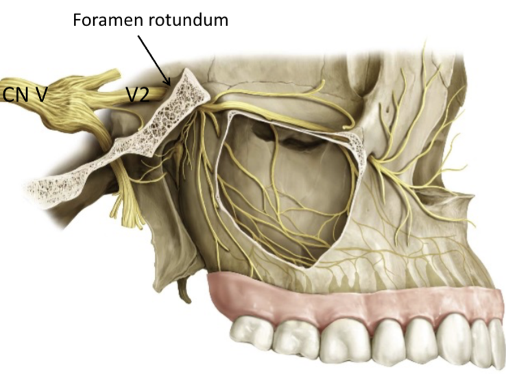 <p><strong>GENERAL SENSORY: </strong>Nasal mucosa, palate, nasopharynx, maxillary sinus, maxillary gums &amp; teeth, cheeks, lower eyelid, upper lip</p><p></p><p><strong><mark data-color="yellow" style="background-color: yellow; color: inherit;">Foramen rotundum</mark></strong></p>