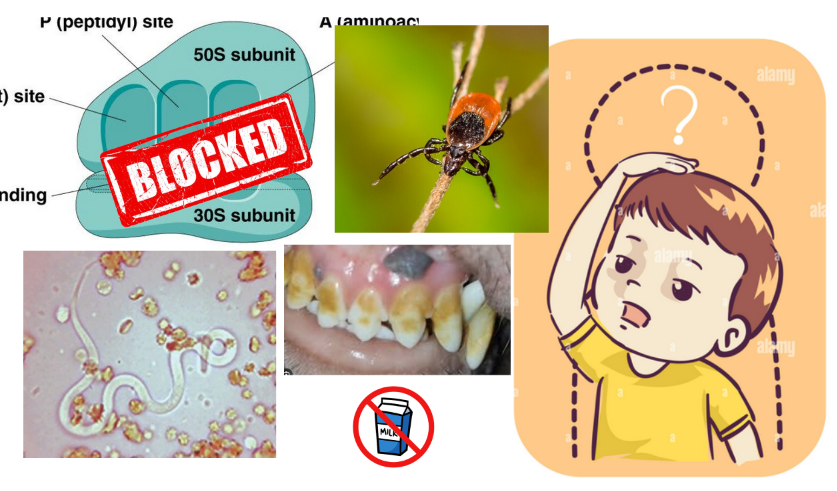 <p>How do tetracyclines work?</p>