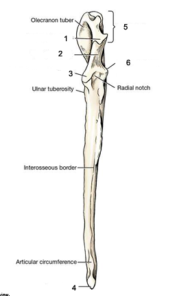 <p>Identify bone, side, view, and number 3</p>