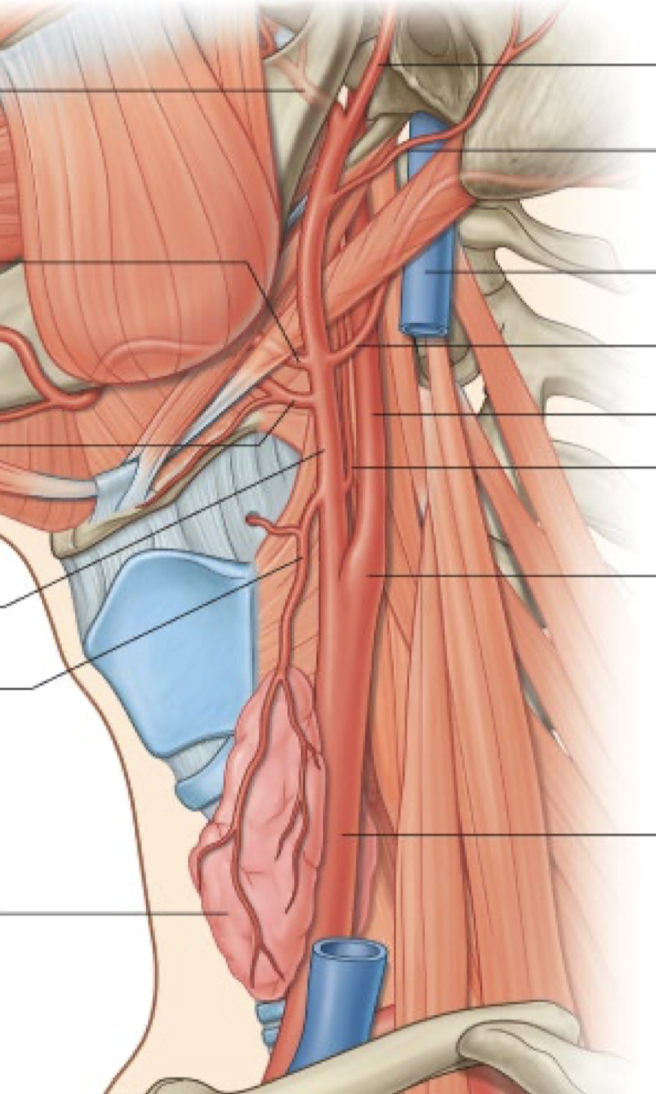 <p>Describe the branches off of the external carotid artery (8) and where they supply.</p>