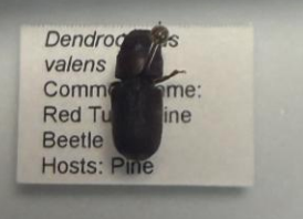 <p>What is this? What trees does it infest? Bonus: What do attacks from this beetle indicate?</p>