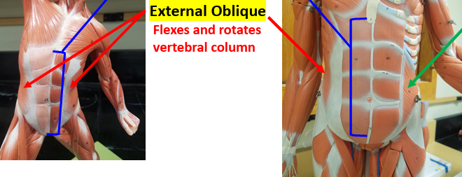 <p><strong>Action: </strong>Flexes trunk.<strong><br>Synergist: </strong>Internal oblique.</p>