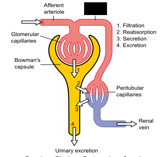 <p><span style="background-color: transparent;">Exits the nephron and feeds interlobular veins that empty into arcuate veins. The arcuate veins then empty into the interlobular veins, which empty into the renal vein</span></p>