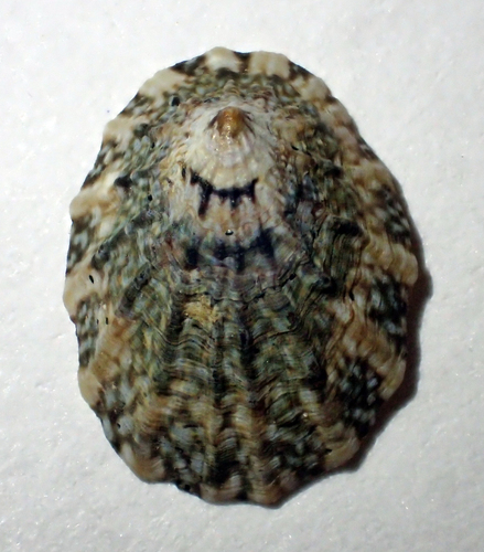 <p>Southern Finger Limpet</p>