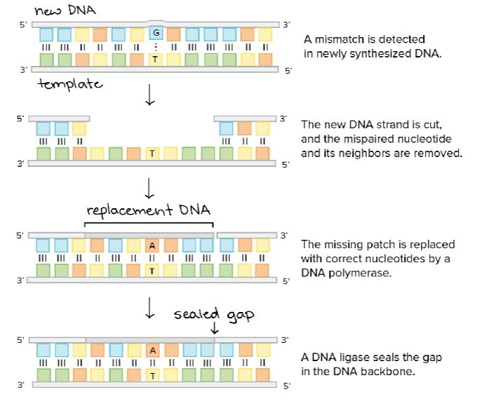 <p>DNA polymerase</p>