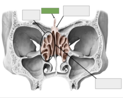 <p>The ethmoid bone: this is the</p>