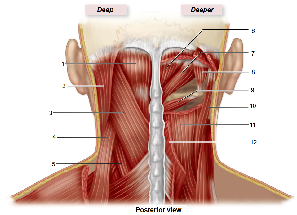 <p>11</p>