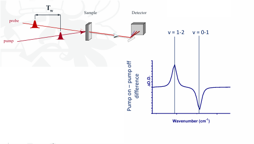 <ul><li><p>The frequency of the laser is tuned to the same energy as the studied transition.</p></li><li><p>The probe is measured in absence of the pump, creating an IR absorption spectrum to act as a baseline.</p></li><li><p>Now introduce the pump before the probe, changing the population of the vibrational states. Then measure the probe again. </p></li><li><p>A difference spectrum is recorded with positive and negative peaks due to the v=0-1 transition depleting and v=1-2 transition now occurring instead.</p></li></ul><p></p>