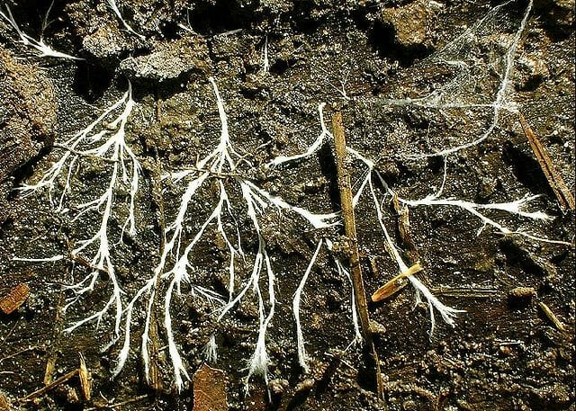 <p>Thread-like filaments of fungi</p>