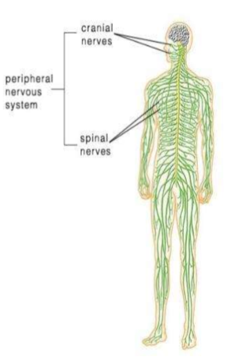 <p>Consists of the nerves that branch out from the CNS and connect it to other body parts, also includes the cranial nerves. </p>