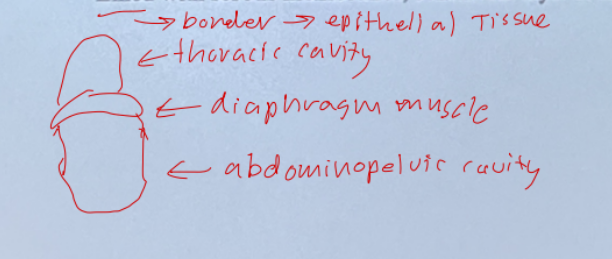 <ul><li><p>Larger, anteriorly places</p></li><li><p>Does not completely encase organs in bone</p></li><li><p>Partitioned: into superior<strong> thoracic cavity</strong> & an inferior <strong>abdominopelvic cavity</strong></p></li><li><p>Lined w/<strong>serous membranes</strong>, continues layer of cells</p></li></ul><p></p>