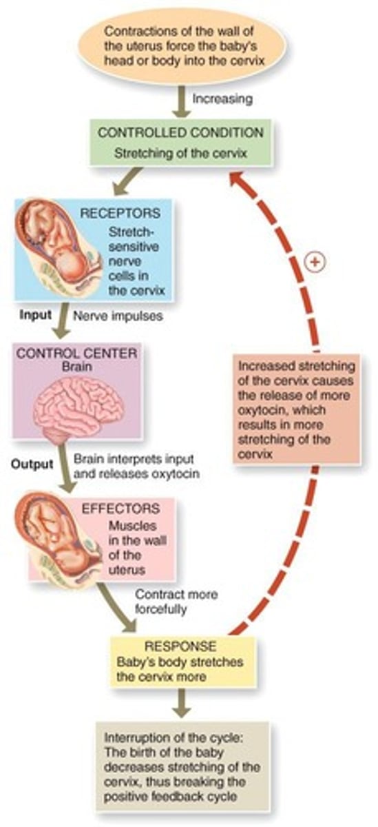 <p>Blood loss or childbirth.</p>
