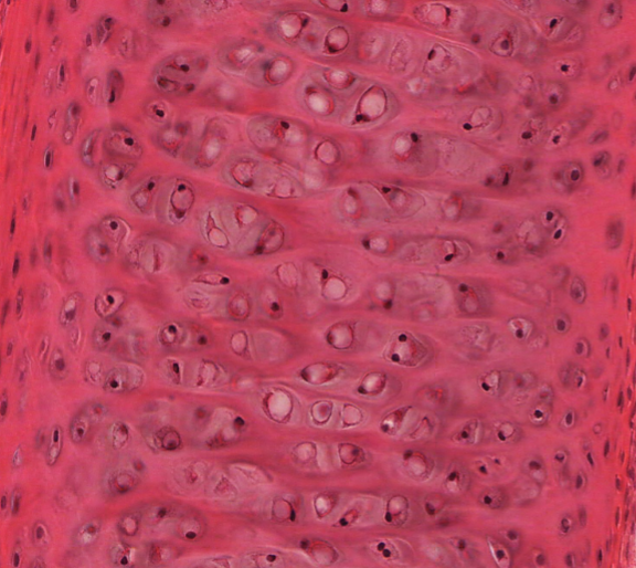 <p>Id the tissue, and where</p>
