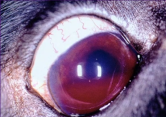 <p>*Blood and neutrophilic exudate in the anterior chamber are called __________________</p>