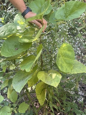 <p>Catalpa speciosa, very large leaves, beans hanging down</p>