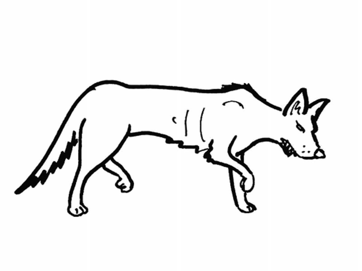 <p>nomen:</p><p>A bigger wilder version of a canis</p>