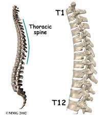 <p>External Occipital Protuberance, Spinous Process T1-T12</p>