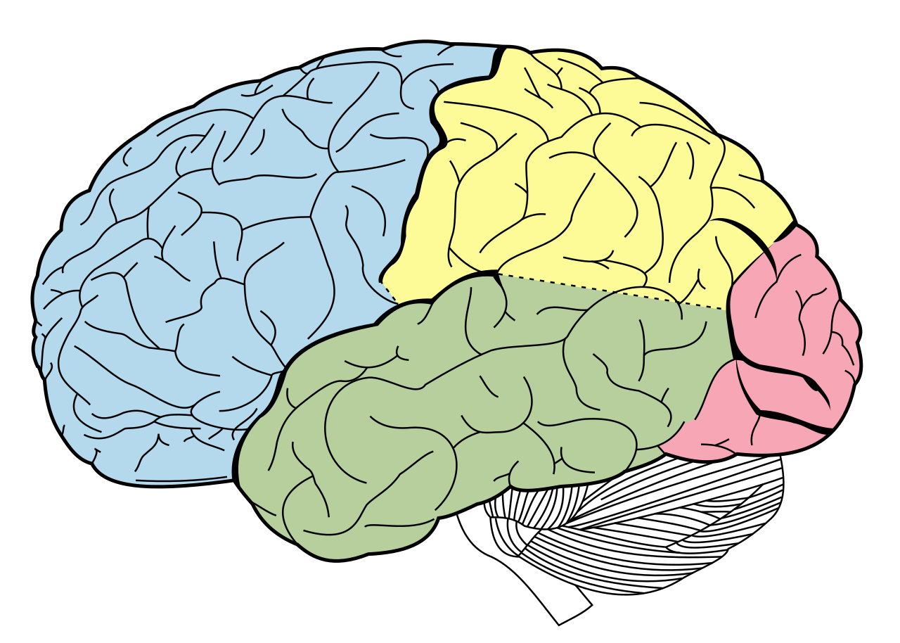 <p>What are all the highlighted areas called?</p>