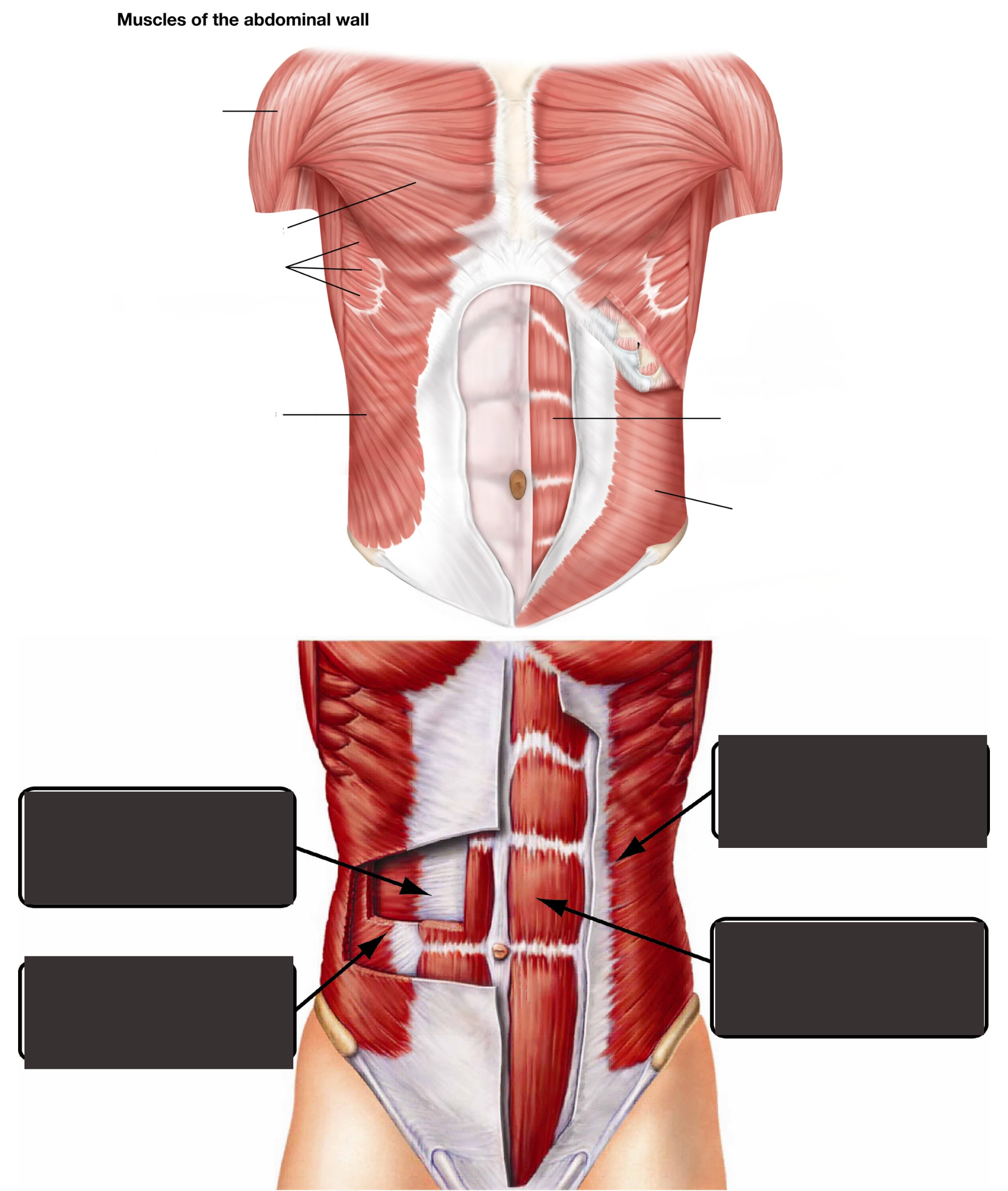 <p><span style="background-color: transparent;">Muscles of the Abdominal Wall &amp; Torso Diagram</span></p>