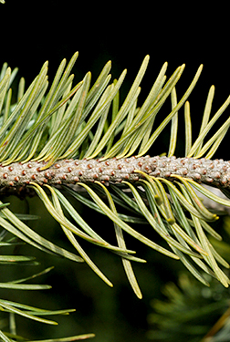 <p>soft, bottlebrush pattern leaves, attatched with little dot petioles </p>