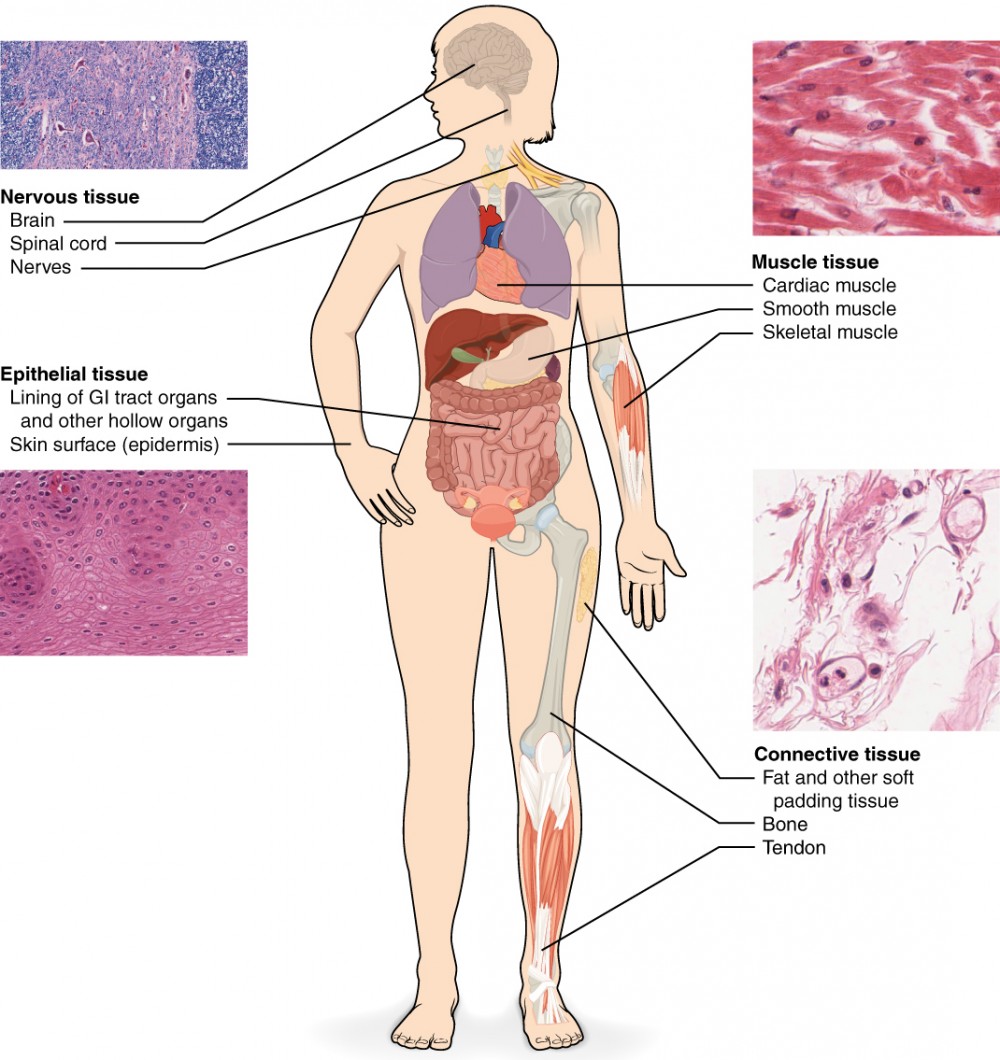 <ul><li><p>nervous (controls)</p></li><li><p>muscle (moves)</p></li><li><p>Epithelial (covers)</p></li><li><p>Connective (supports)</p></li></ul><p></p>