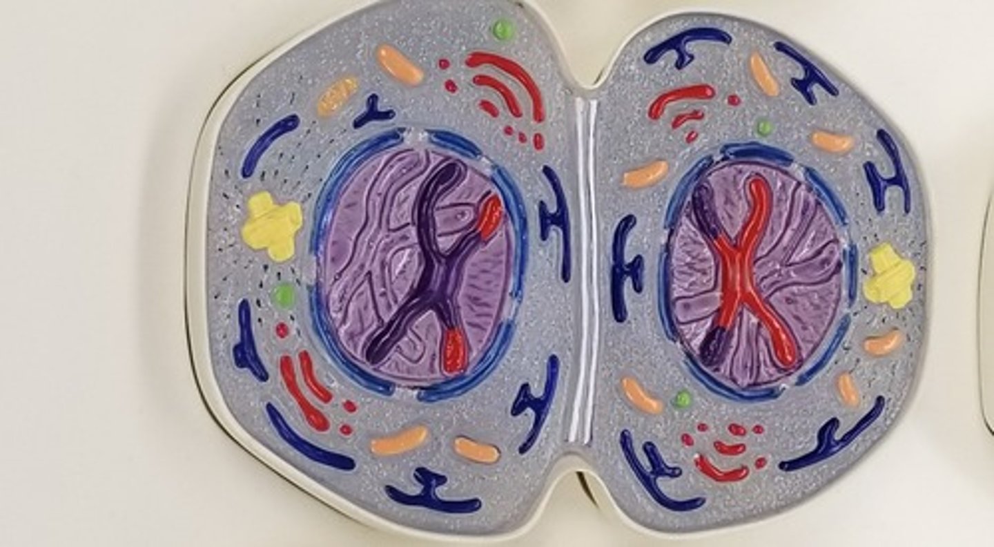 <p>Telephase I and Cytokinesis</p>