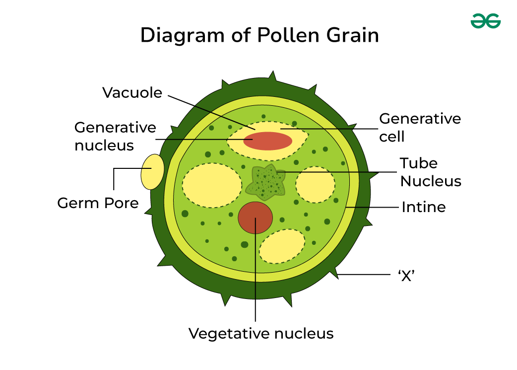 <p>2 cells (generative + tube) when mature</p><p>2 air sacs for wind dissemination </p>