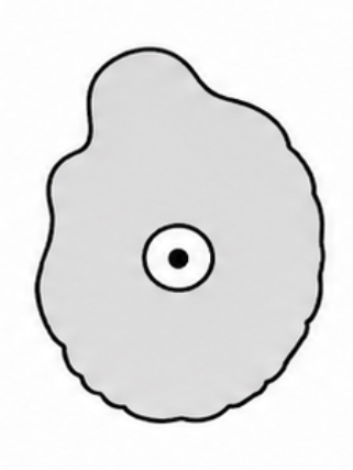<p>SCIENTIFIC NAME</p>