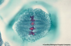 <p>Identify the phase of the cell cycle.</p>
