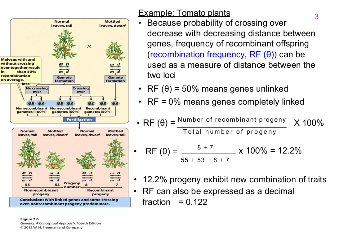<p>RF = 50% or θ = 0.5 means the loci behave as unlinked.</p><p>This can occur when:</p><p>- The loci are on different chromosomes</p><p>or</p><p>- They are far apart on the same chromosome.</p>