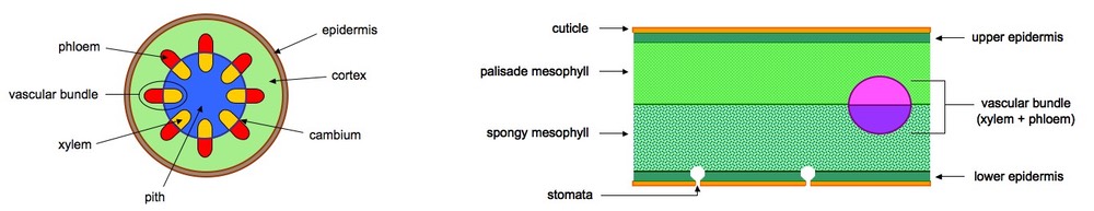 <p>Drawings that show the tissue distributions (layers) of structures, not individual cells, with labels obvi</p>