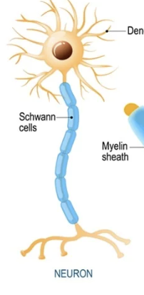 <p>Schwann cells which are elongated, flattened cells that wrap around and insulate axons within the PNS to form a myelin sheath through myelination, allowing faster action potential propagation along an axon </p>