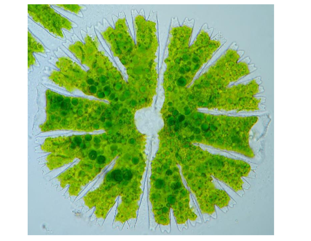 <p>archaeplastida, chlorophyta (green algae)</p><p>desmid; unicellular, non motile</p>