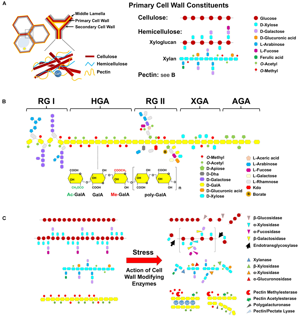 <p>In the golgi apparatus where they are initially methylated.</p>