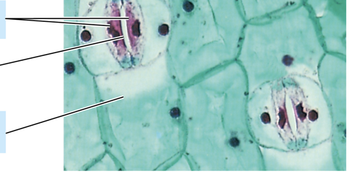 <p>What are the top arrows pointing at?</p>