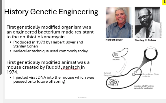 <ul><li><p>1973, Boyer & Cohen</p></li><li><p>done so first with a Bacterium - easy to work with. </p></li><li><p>used a recombinant DNA molecule (a plasmid / vector), which can exist seperately to the BActerial chromo </p></li><li><p>they added the gene of interest to the recombinant DNA outside of the cell => added this to the bacteria => resulted in the bacteria gaining Kanamycin Antibiotic resistance = phenotypic transformation</p></li><li><p>this technique is still commonly used today</p></li></ul><p>(next steps)</p><ul><li><p>1974, the first GE animal was developed - a mouse by Jaenisch</p></li><li><p>used viruses => injected viral DNA into mouse => passed onto future offspring = genetic change = GMO mouse</p></li></ul><p></p>
