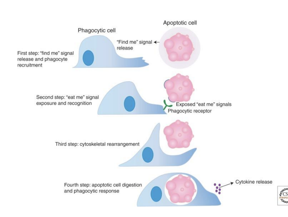 <p>T/F: Macrophage killing via phagocytosis is stronger than neutrophil killing.</p>