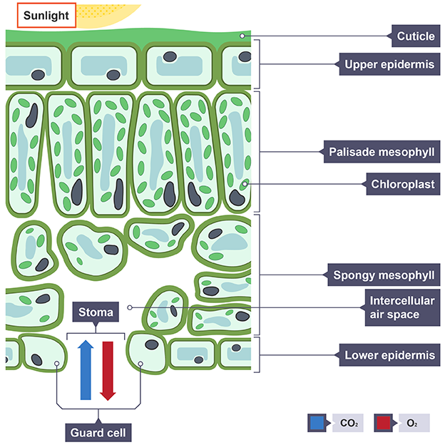 <ul><li><p>waxy cuticle</p></li><li><p>upper epidermis</p></li><li><p>palisade mesophyll</p></li><li><p>spongy mesophyll</p></li><li><p>air space</p></li><li><p>lower epidermis</p></li><li><p>stomata</p></li><li><p>guard cells</p></li></ul><p></p>