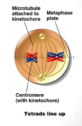 <p>homologous pairs move to center → centromeres on either side of equator</p><p>spindle fibres attach to centromeres only on exposed sides</p>