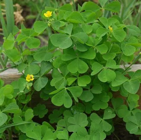 <p><span>Oxalis stricta</span></p>